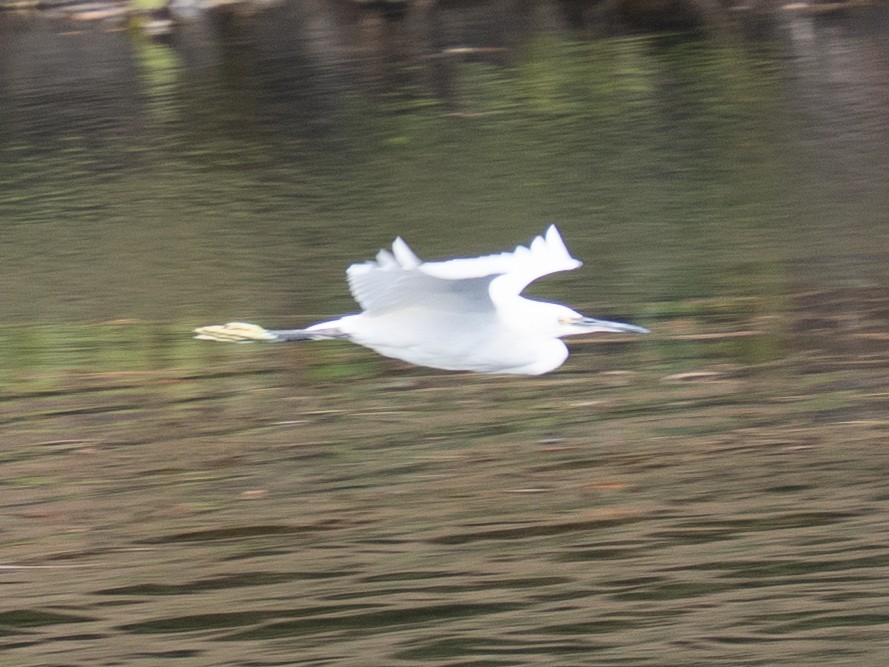 silkehegre - ML646639234