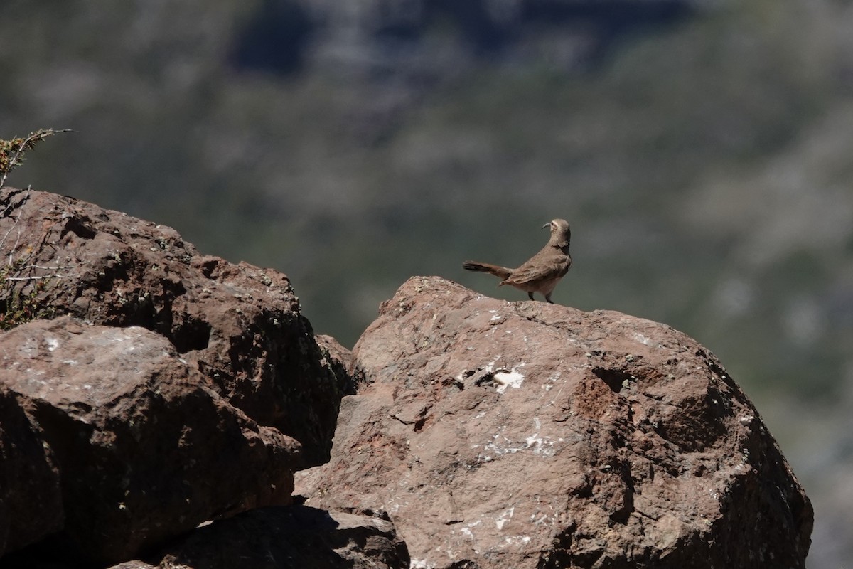 Scale-throated Earthcreeper - ML646639236