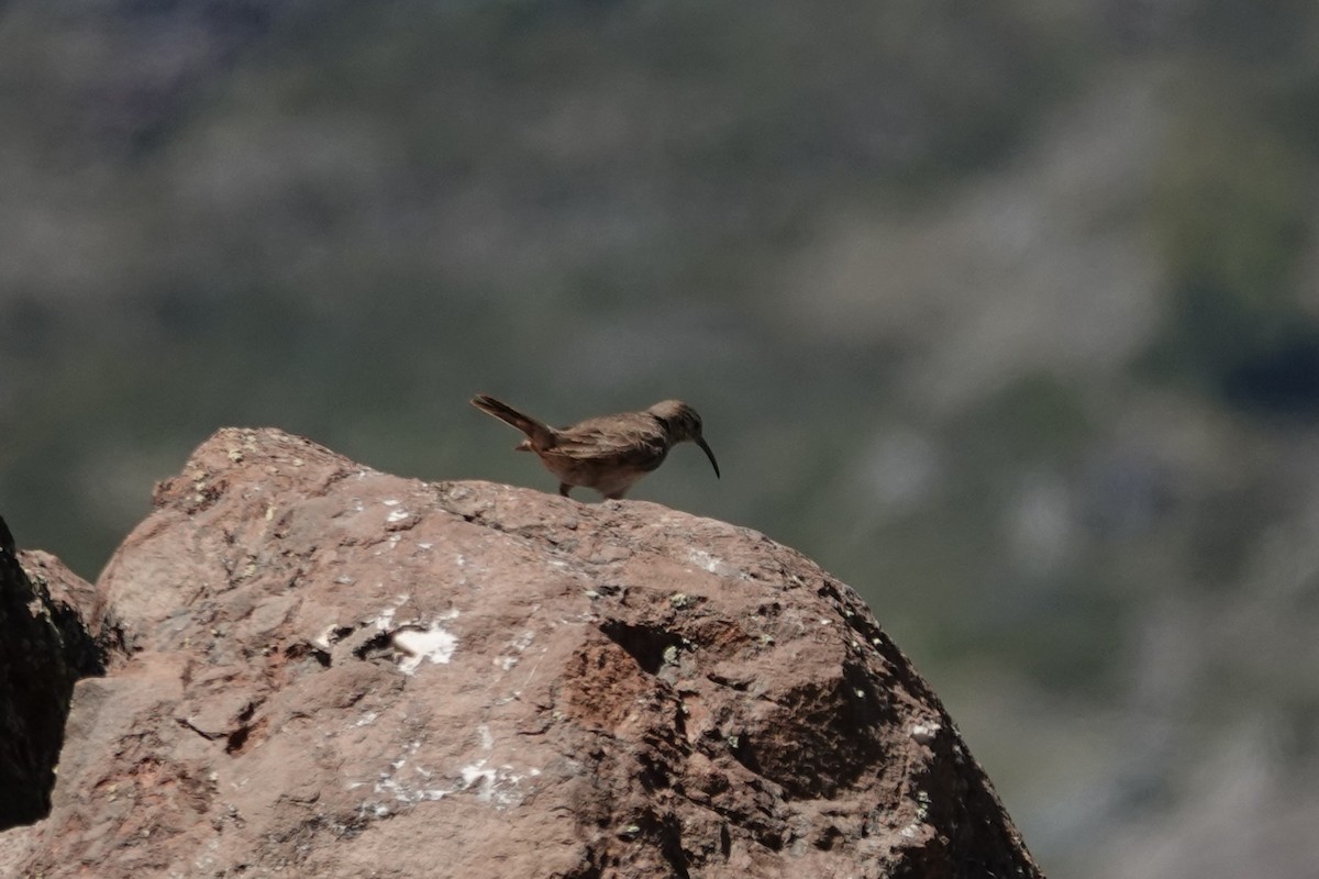 Scale-throated Earthcreeper - ML646639237