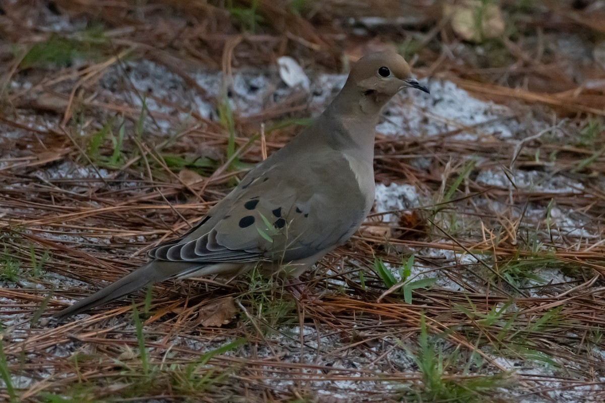 Mourning Dove - ML646639239