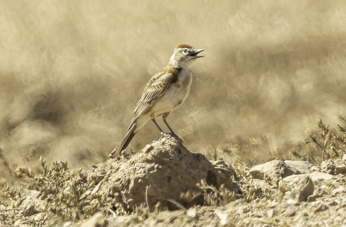 Rotkappenlerche - ML646639244