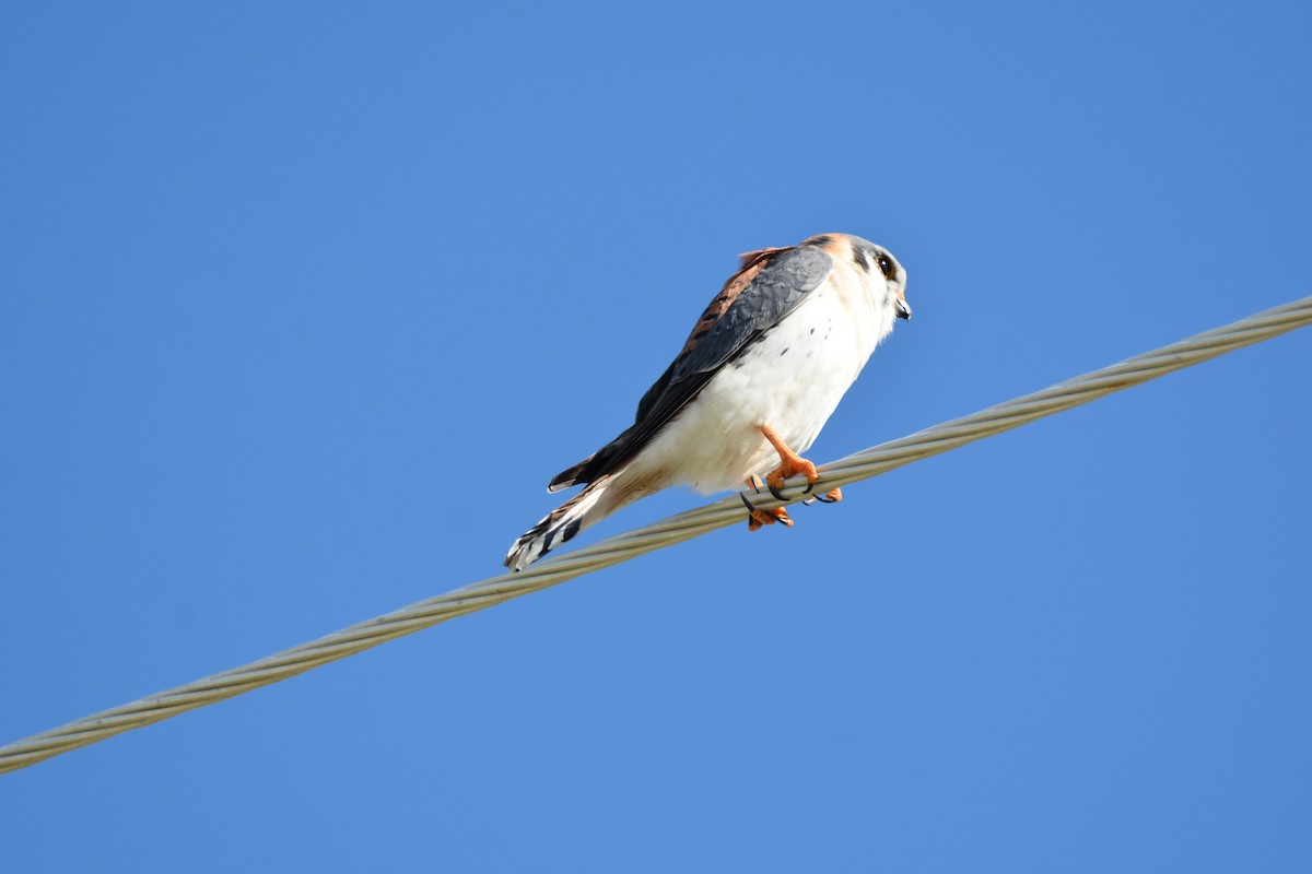 American Kestrel - ML646639248