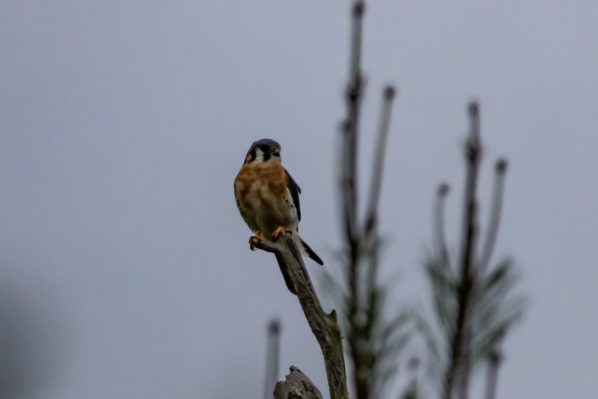 American Kestrel - ML646639249