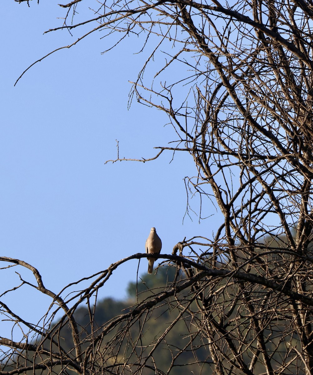 Eared Dove - ML646639250