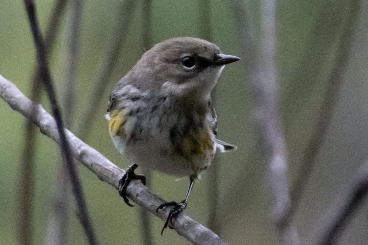 Yellow-rumped Warbler - ML646639252
