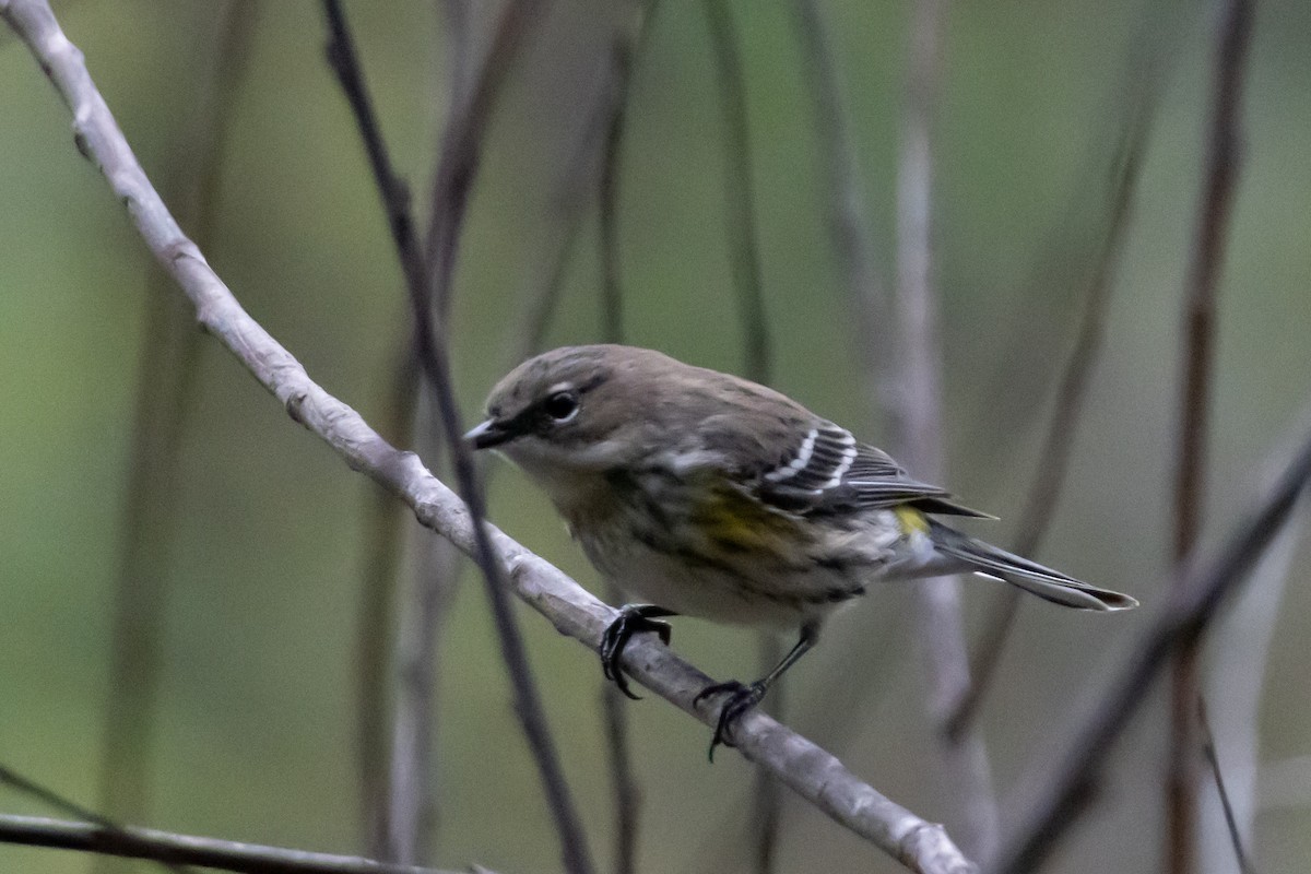 Yellow-rumped Warbler - ML646639253