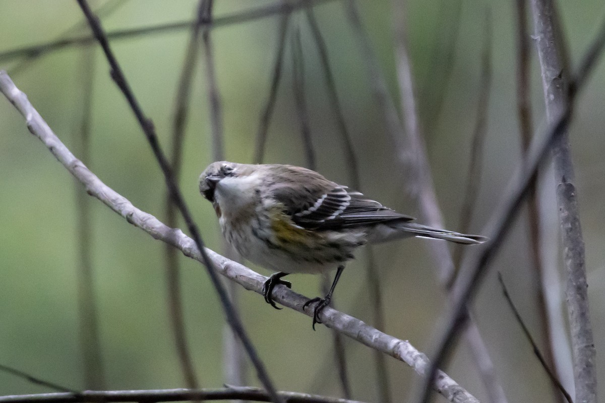 Yellow-rumped Warbler - ML646639254