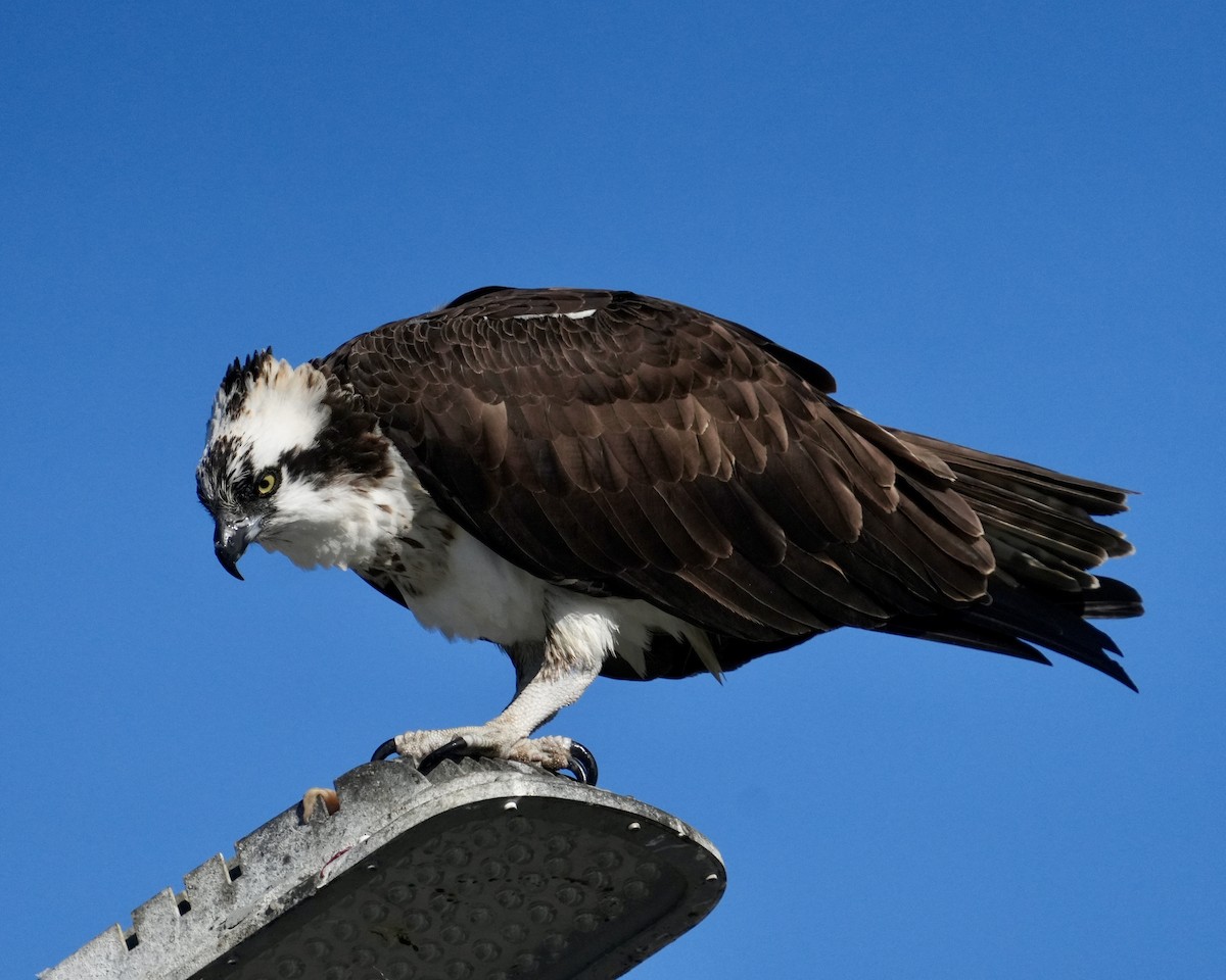 Balık Kartalı - ML646639255