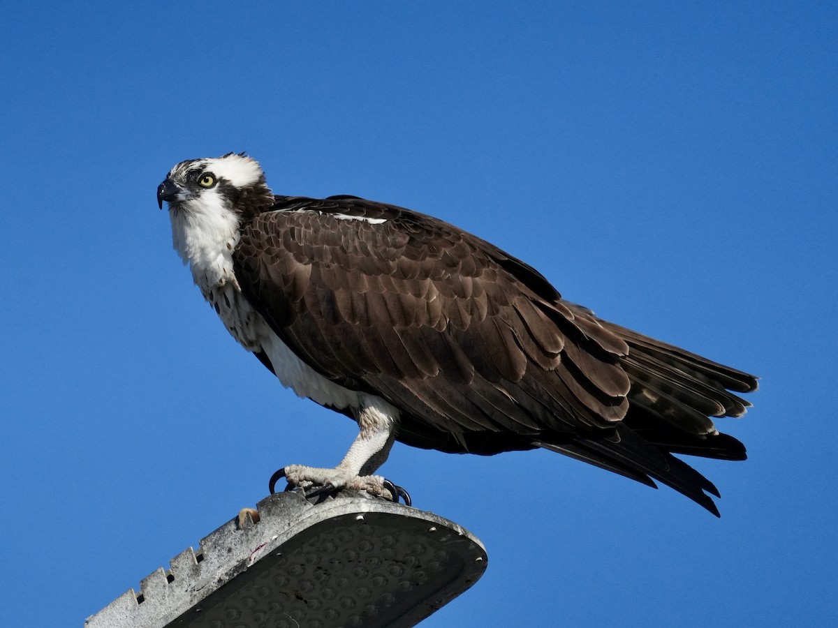 Balık Kartalı - ML646639257