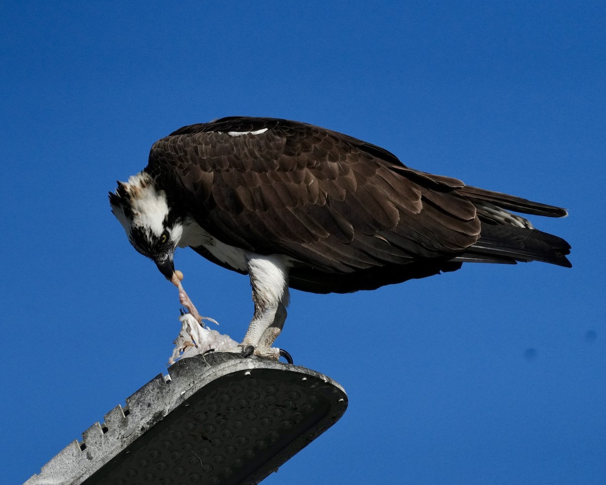 Balık Kartalı - ML646639258