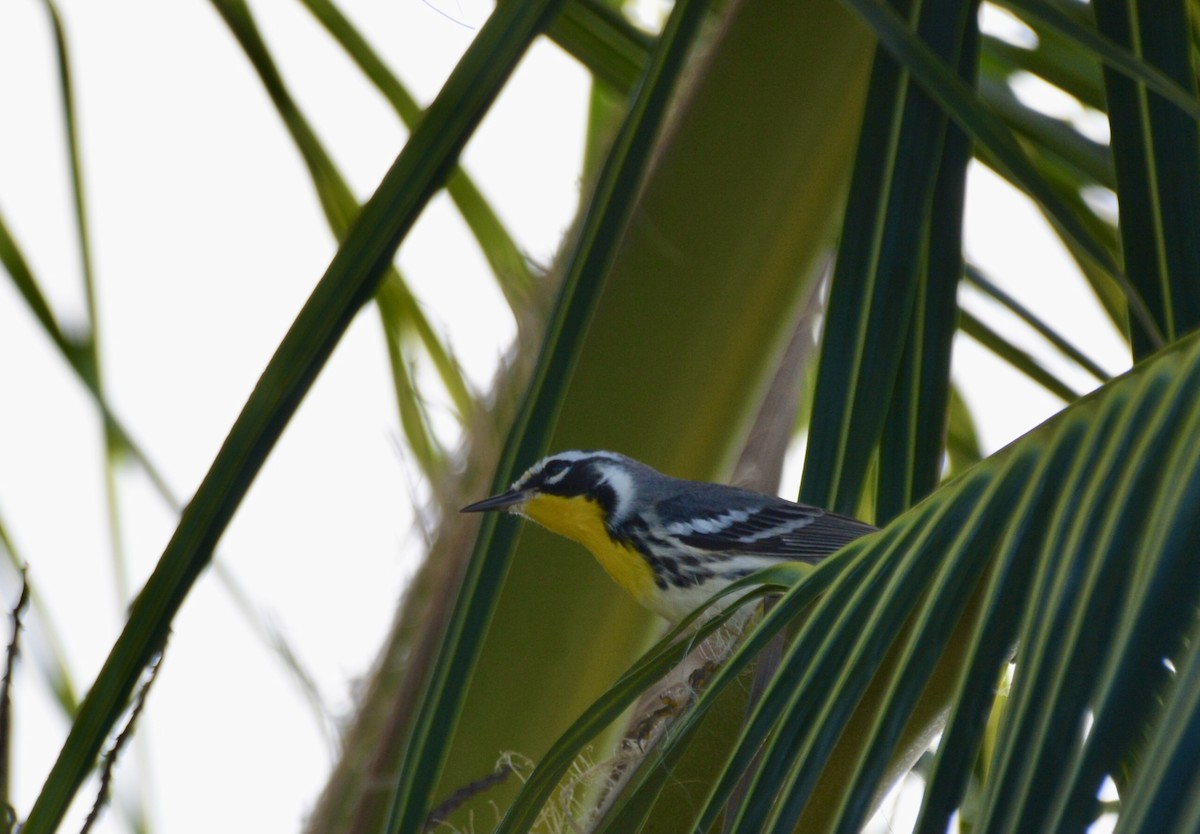 Yellow-throated Warbler - ML646639261