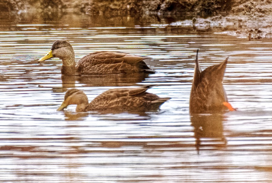 Ahate iluna - ML646639262