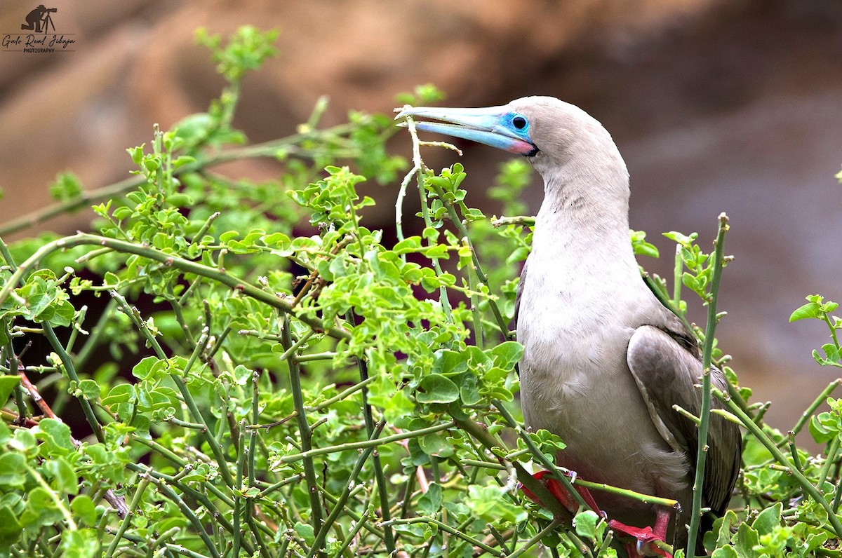 Zanga hankagorria - ML646639264