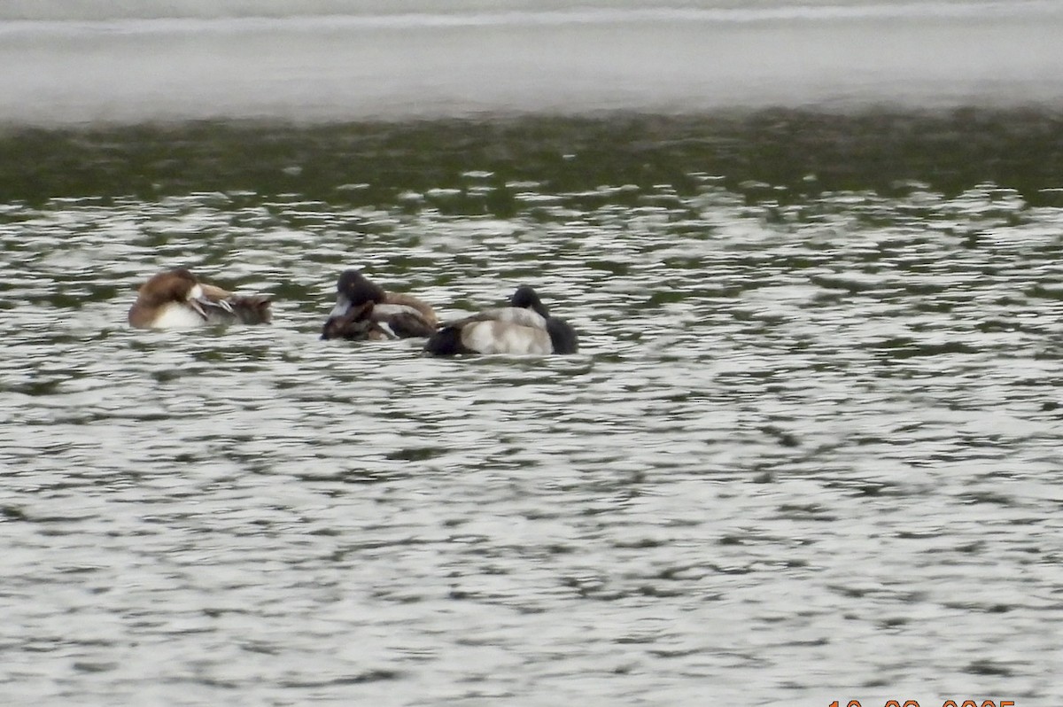 Lesser Scaup - ML646639265