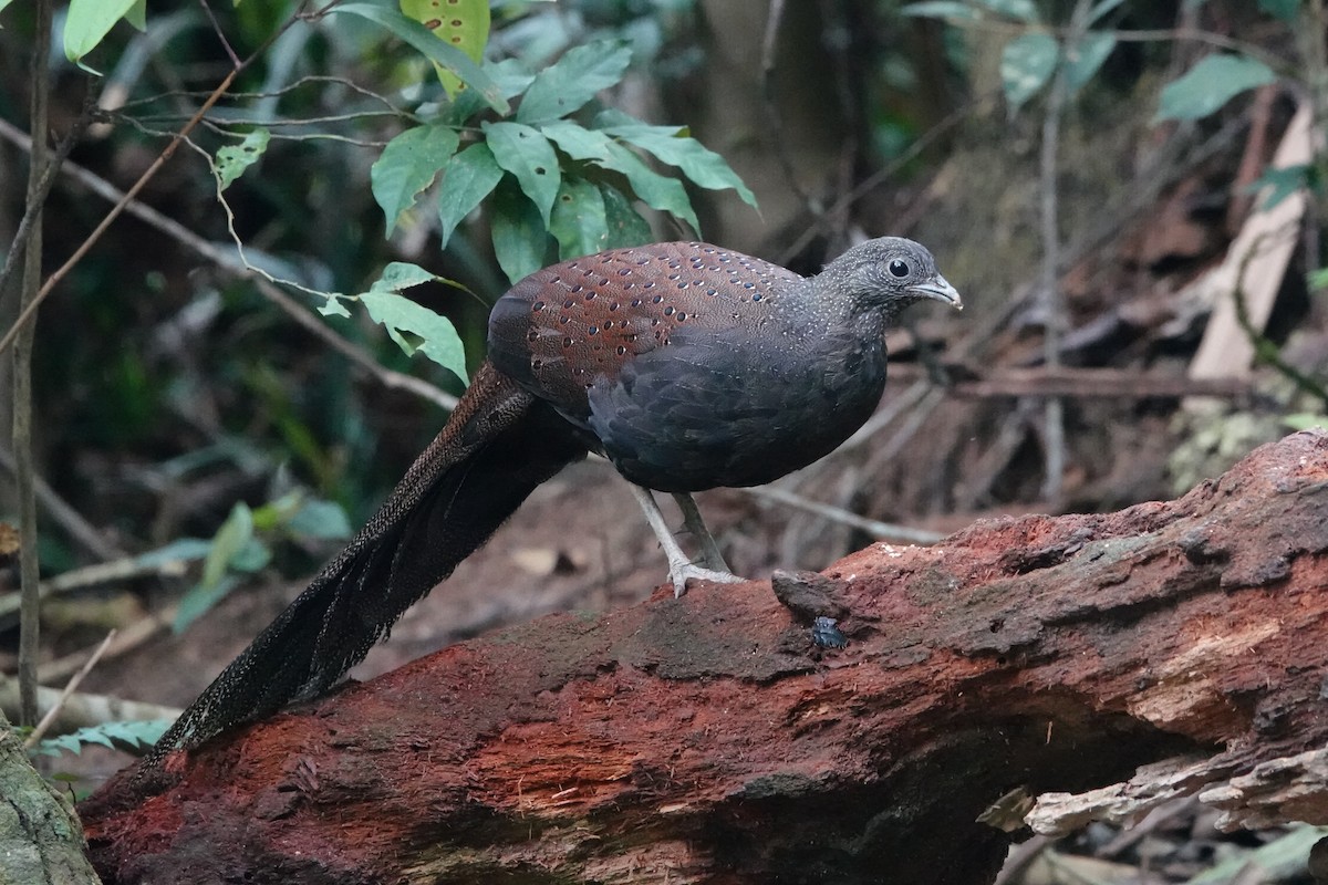 Mountain Peacock-Pheasant - ML646639272