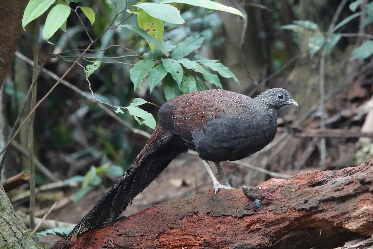 Mountain Peacock-Pheasant - ML646639273