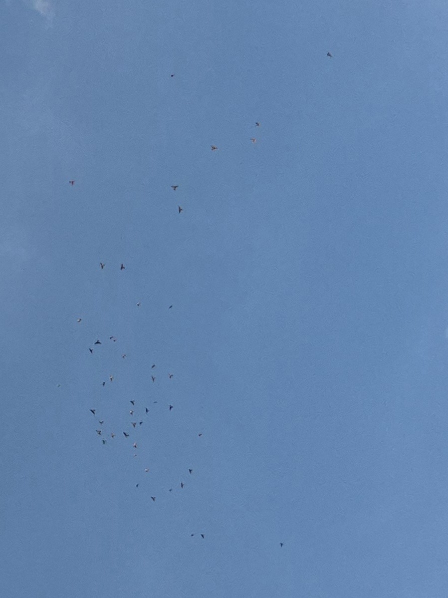 Бджолоїдка індійська - ML646639274