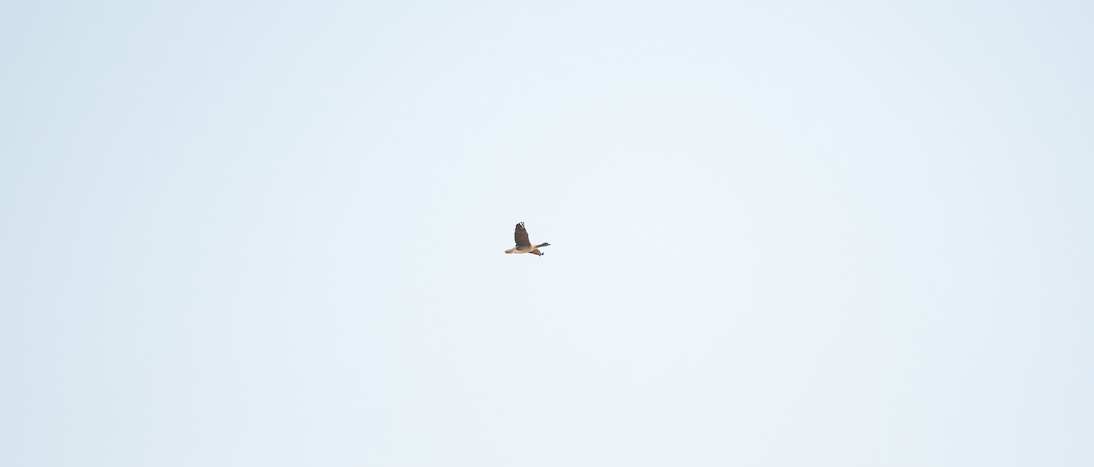 Гуска мала - ML646639275