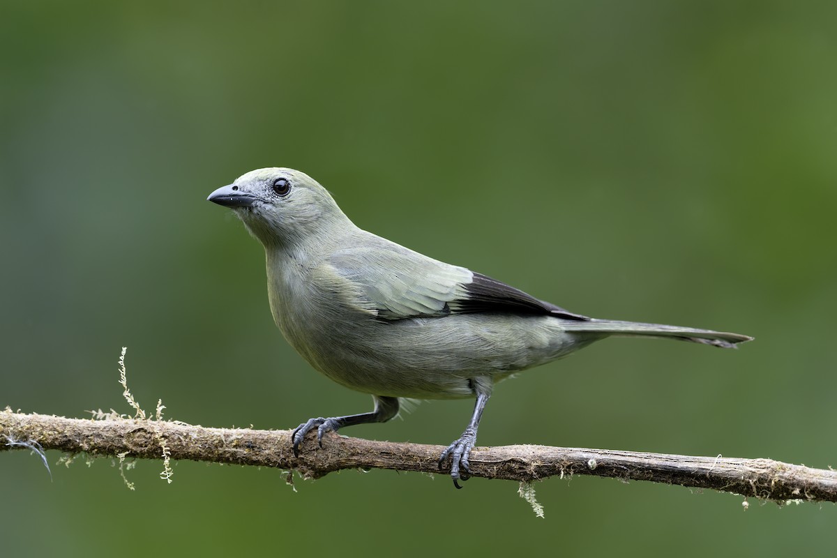 Tangara des palmiers - ML646639276