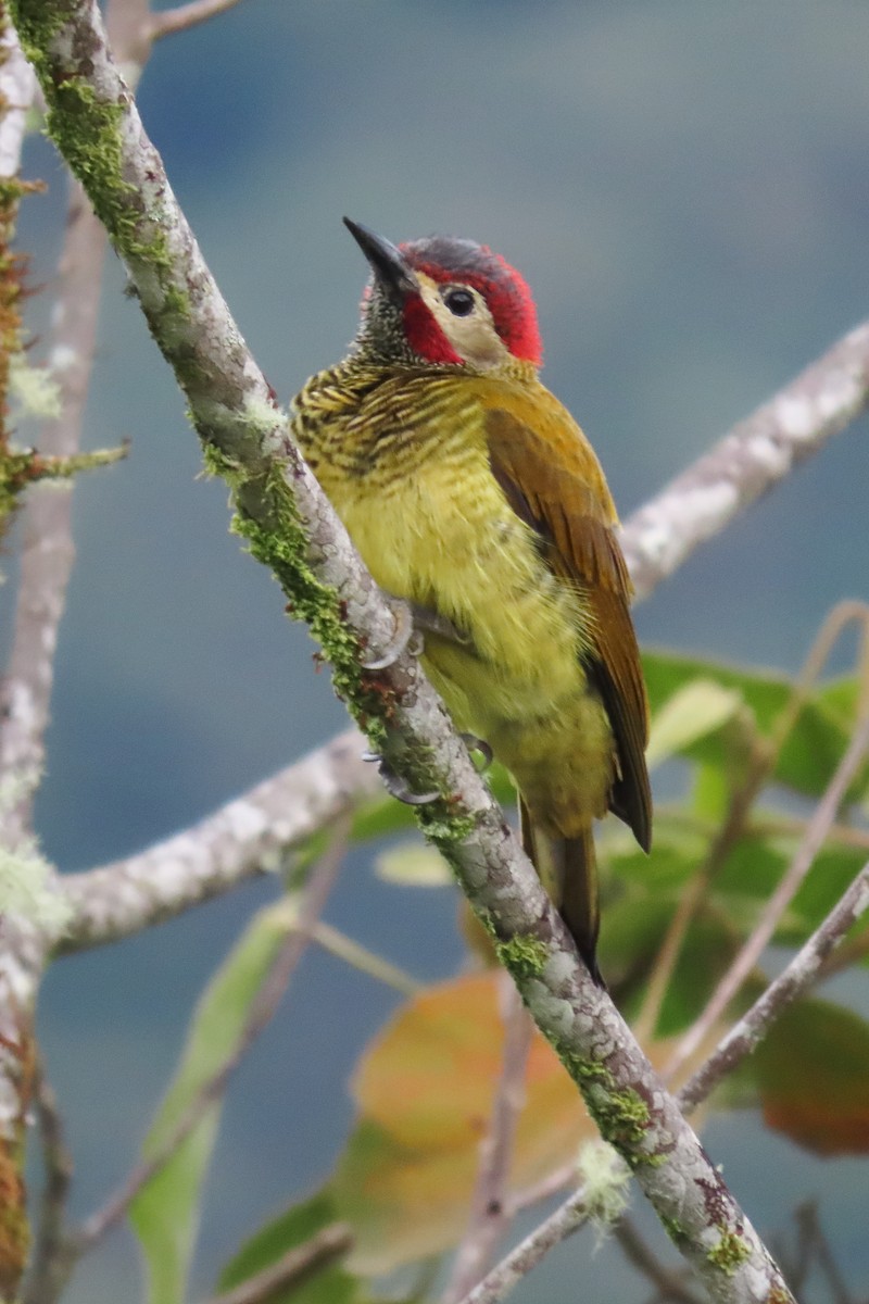 Golden-olive Woodpecker - ML646639277