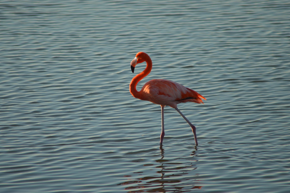 Flamenko gorria - ML646639279