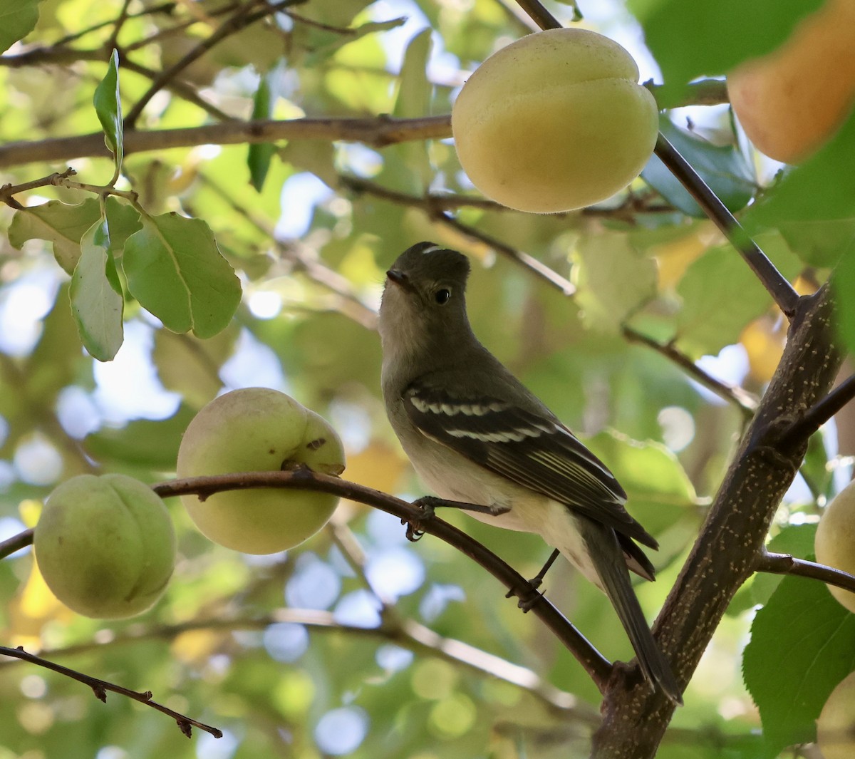 White-crested Elaenia - ML646639281