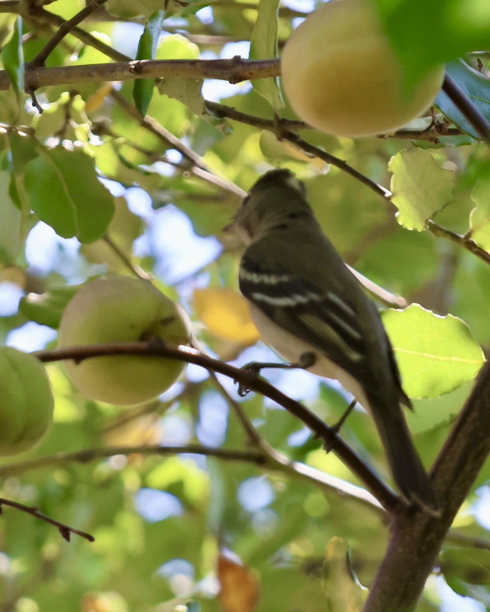 White-crested Elaenia - ML646639282