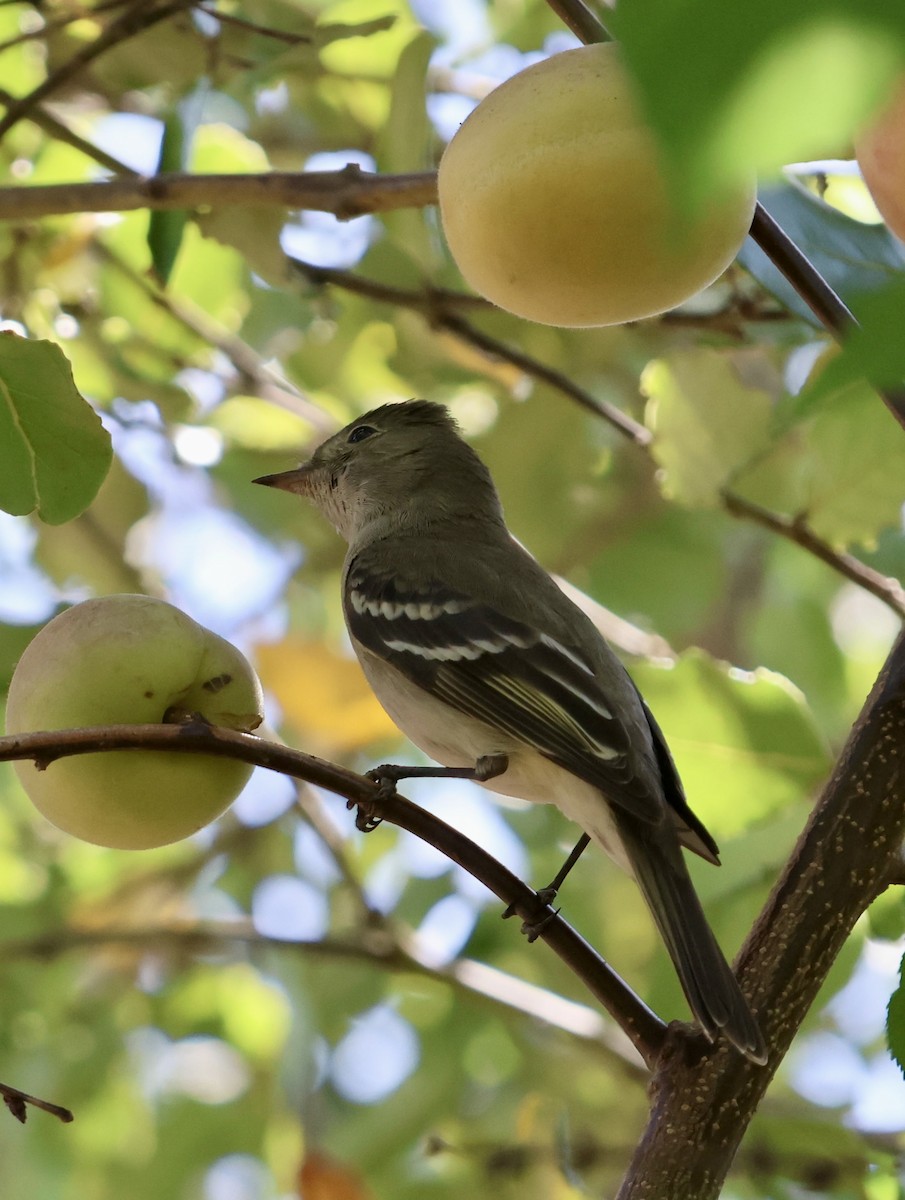 White-crested Elaenia - ML646639283