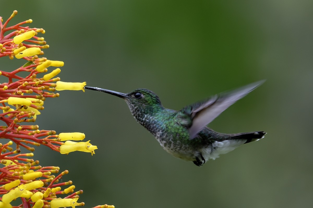 Purple-chested Hummingbird - ML646639284
