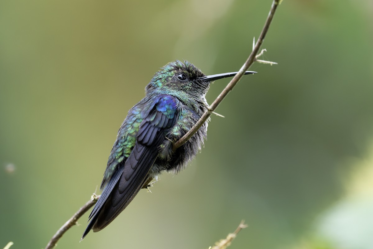 Purple-chested Hummingbird - ML646639285