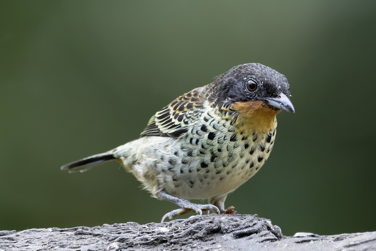 Rufous-throated Tanager - ML646639286