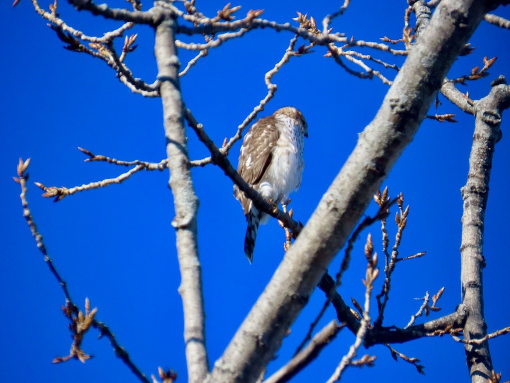 Cooper's Hawk - ML646639295