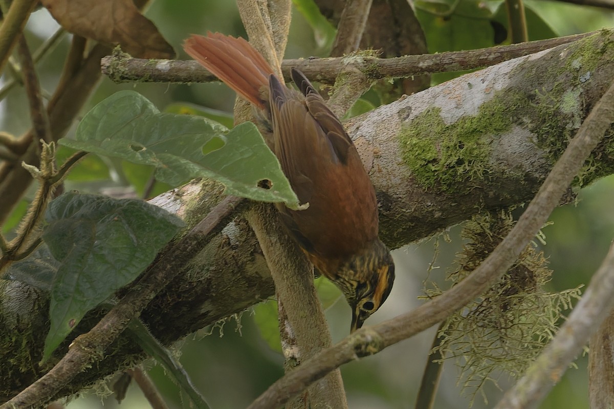 Scaly-throated Foliage-gleaner - ML646639296