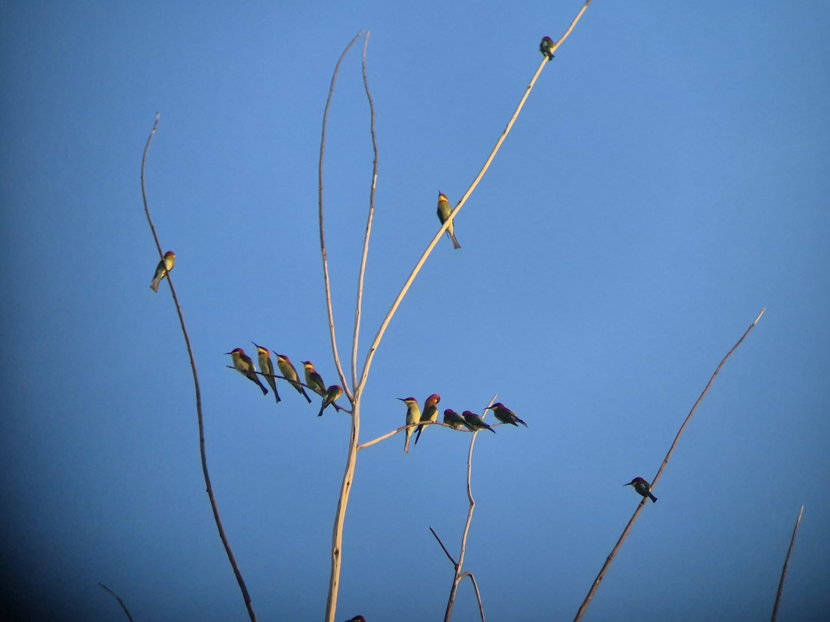 Бджолоїдка індійська - ML646639297