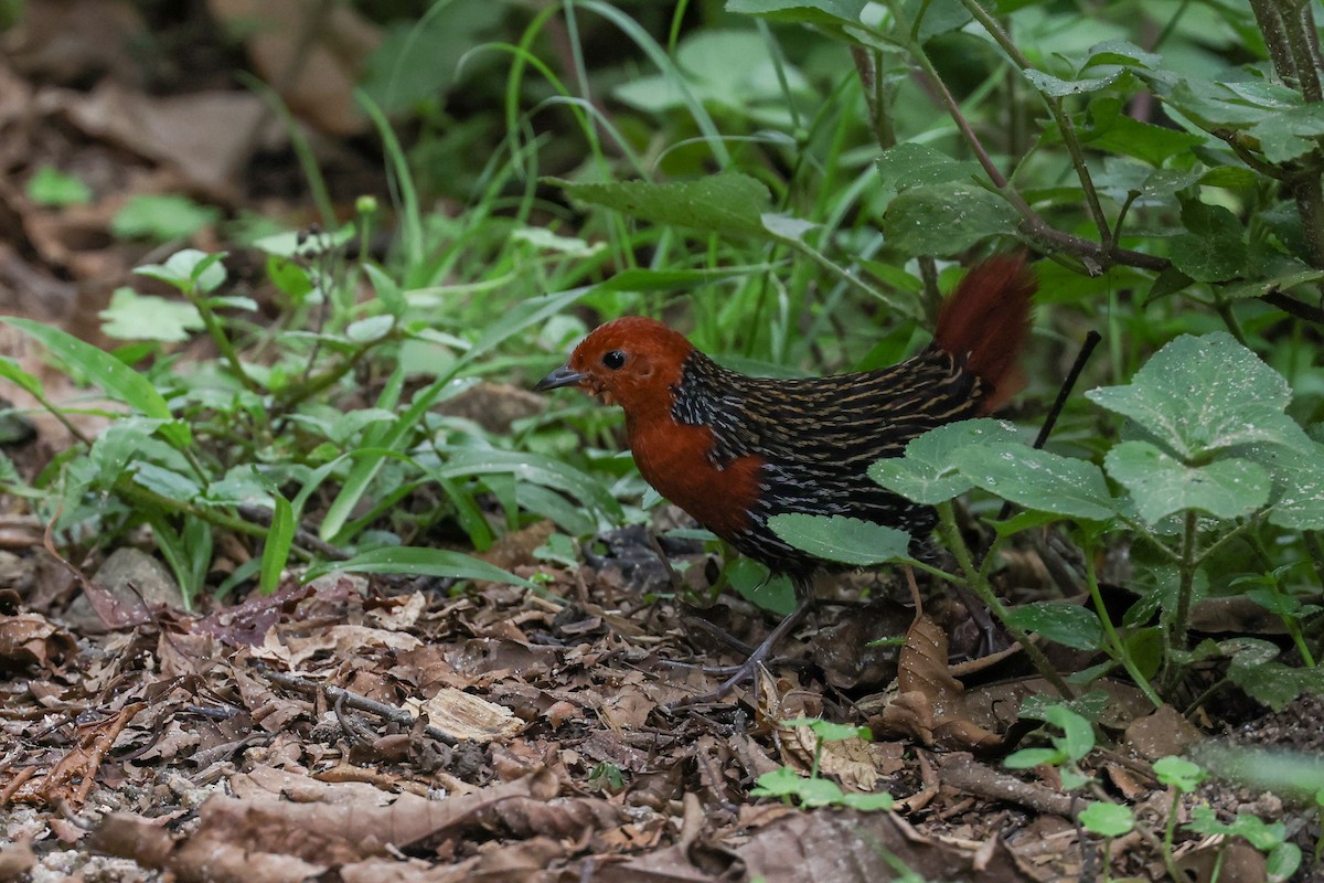 Madagaskar Alacayelvesi - ML646639308