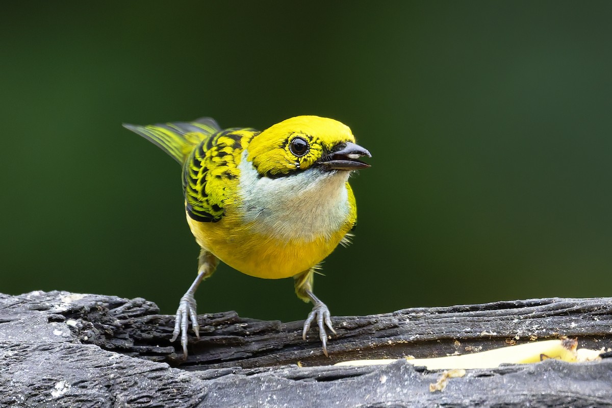 Silver-throated Tanager - ML646639310