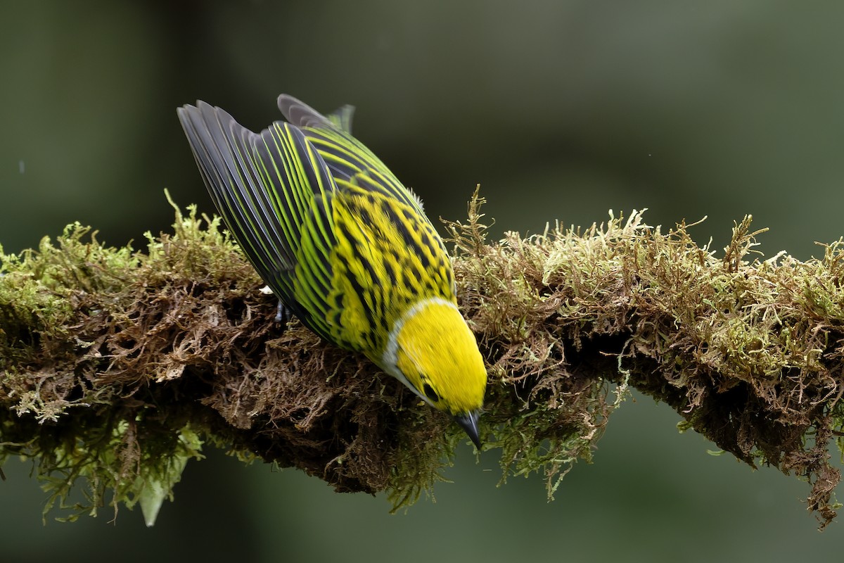 Silver-throated Tanager - ML646639311