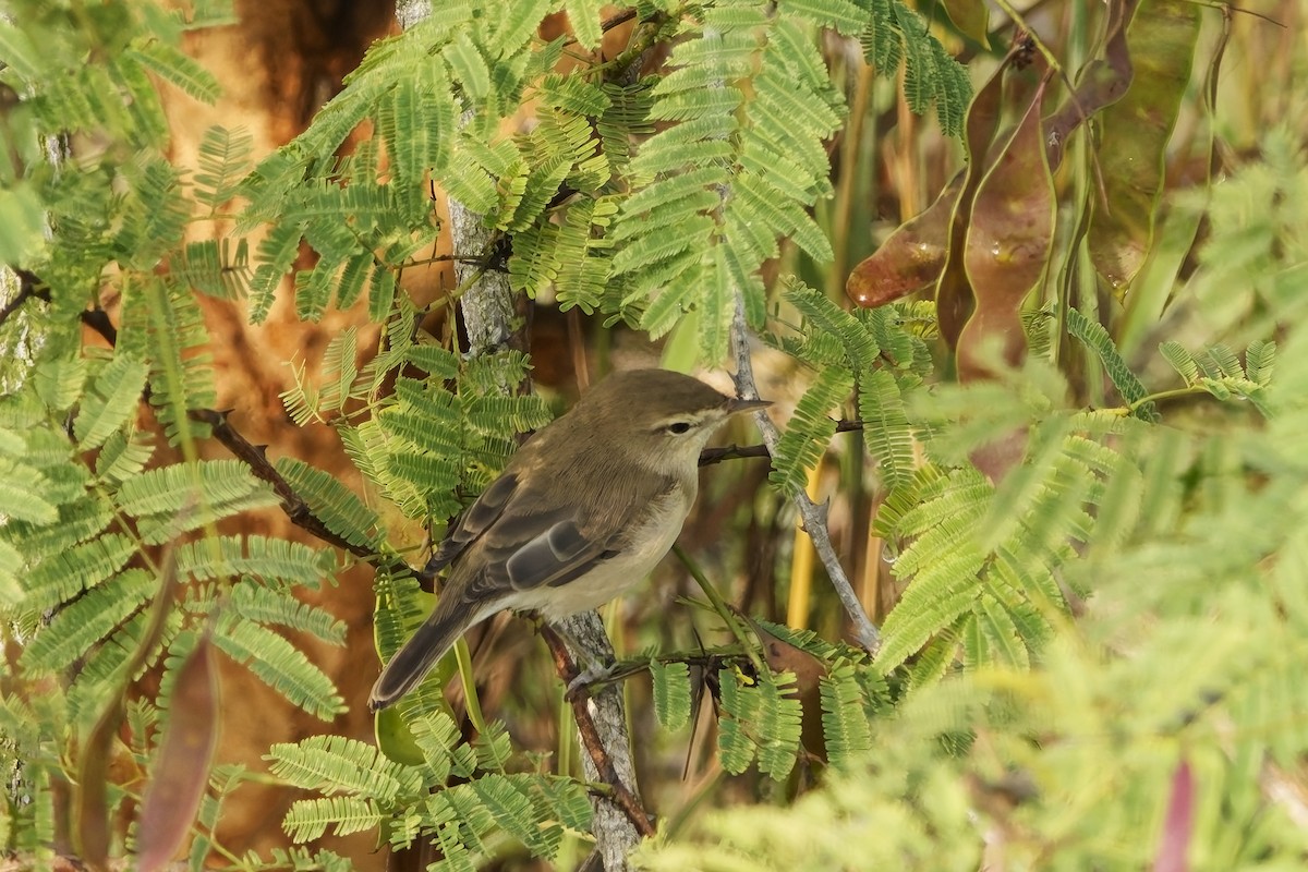 Sazak Mukalliti - ML646639313