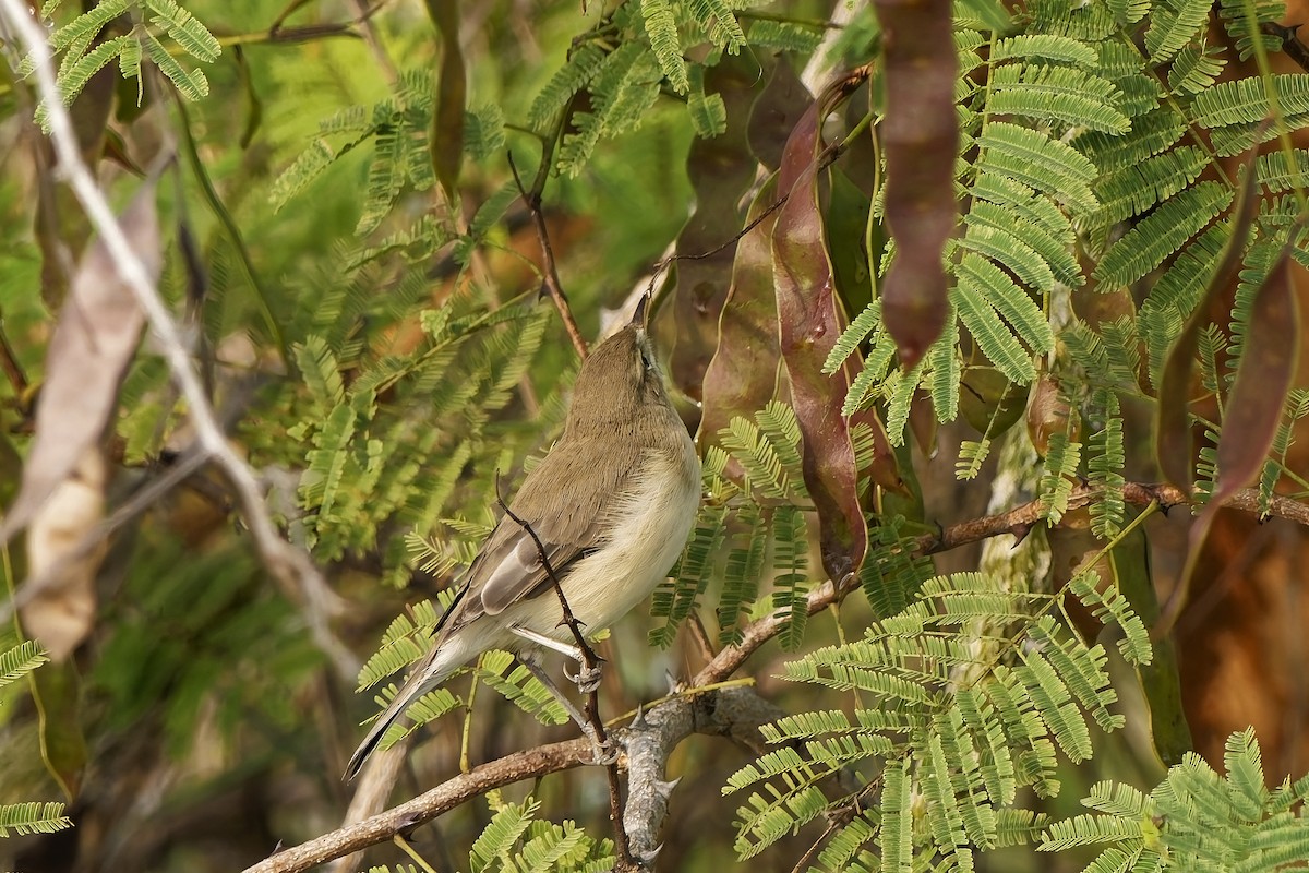 Sazak Mukalliti - ML646639314