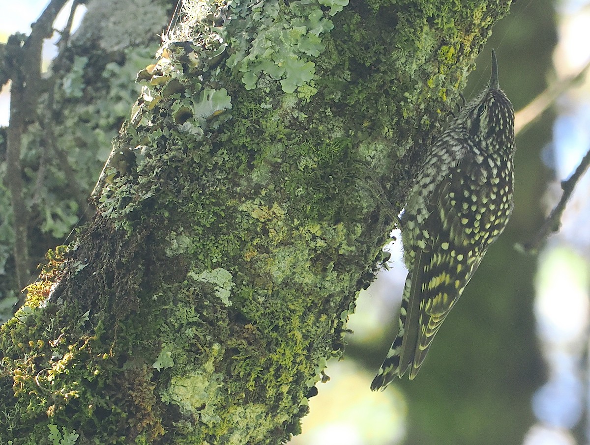 African Spotted Creeper - ML646639316