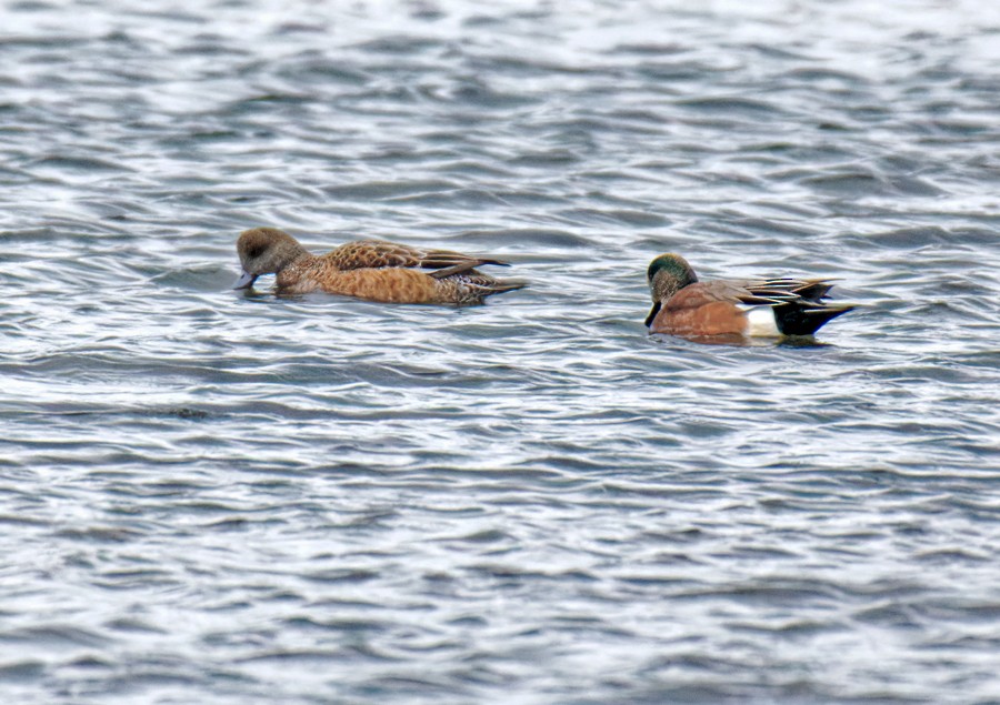 Canard d'Amérique - ML646639317