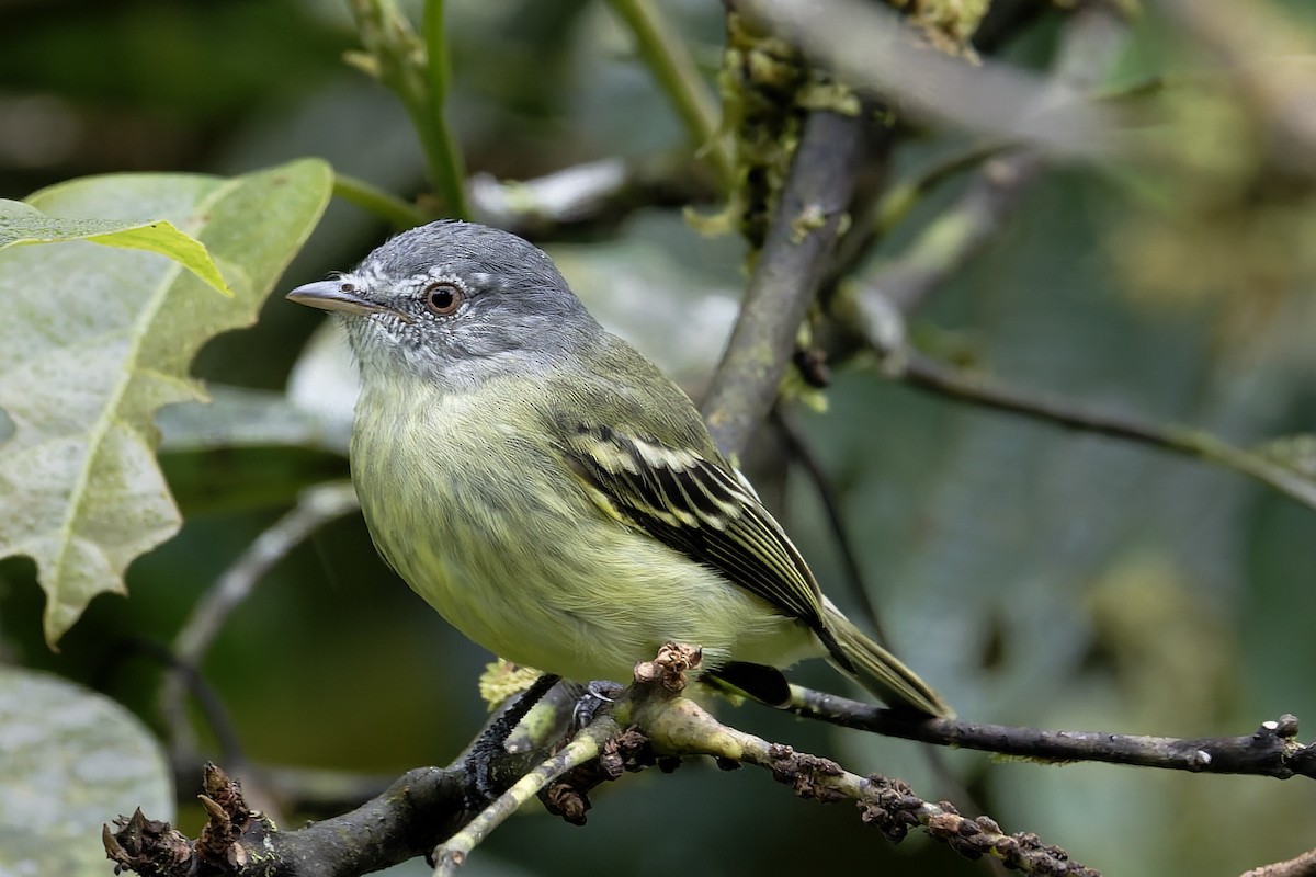 Koyu Başlı Tiranület - ML646639321