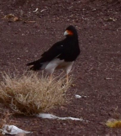 And Karakarası - ML646639328