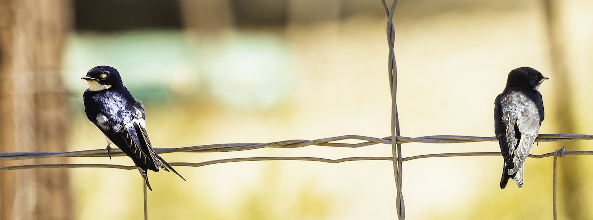 Ak Boğazlı Kırlangıç - ML646639329