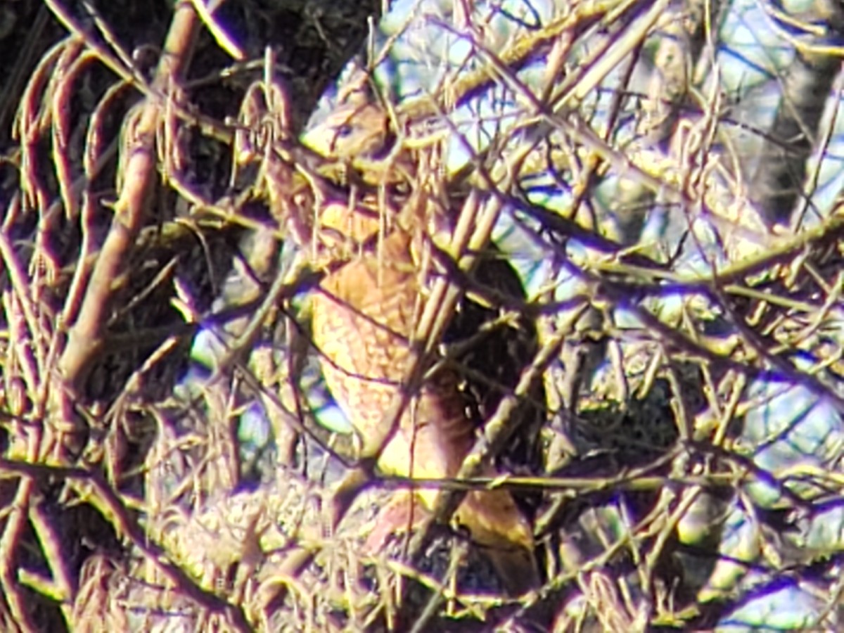 Kızıl Omuzlu Şahin - ML646639330