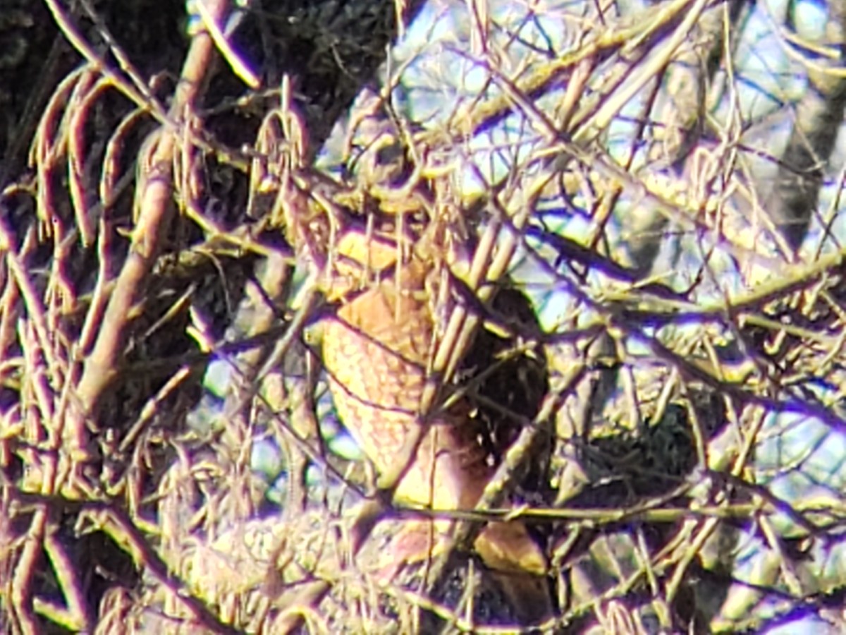 Kızıl Omuzlu Şahin - ML646639331