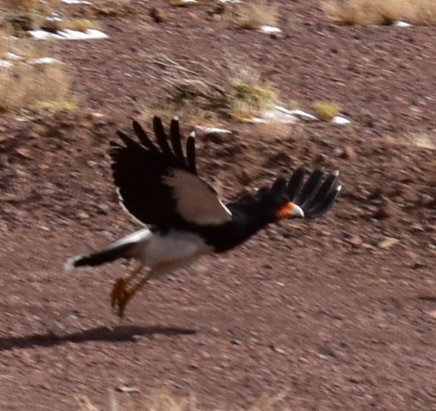 And Karakarası - ML646639333