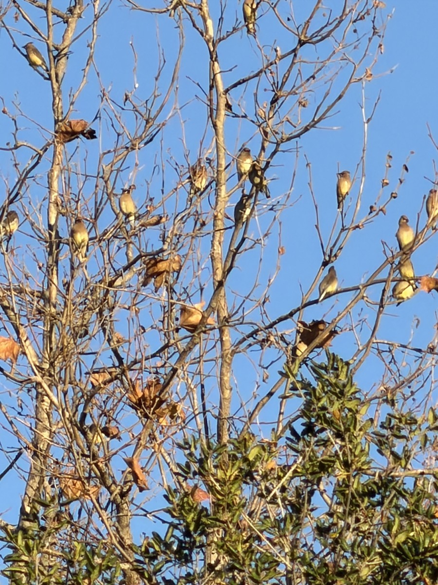 Sedir İpekkuyruğu - ML646639334