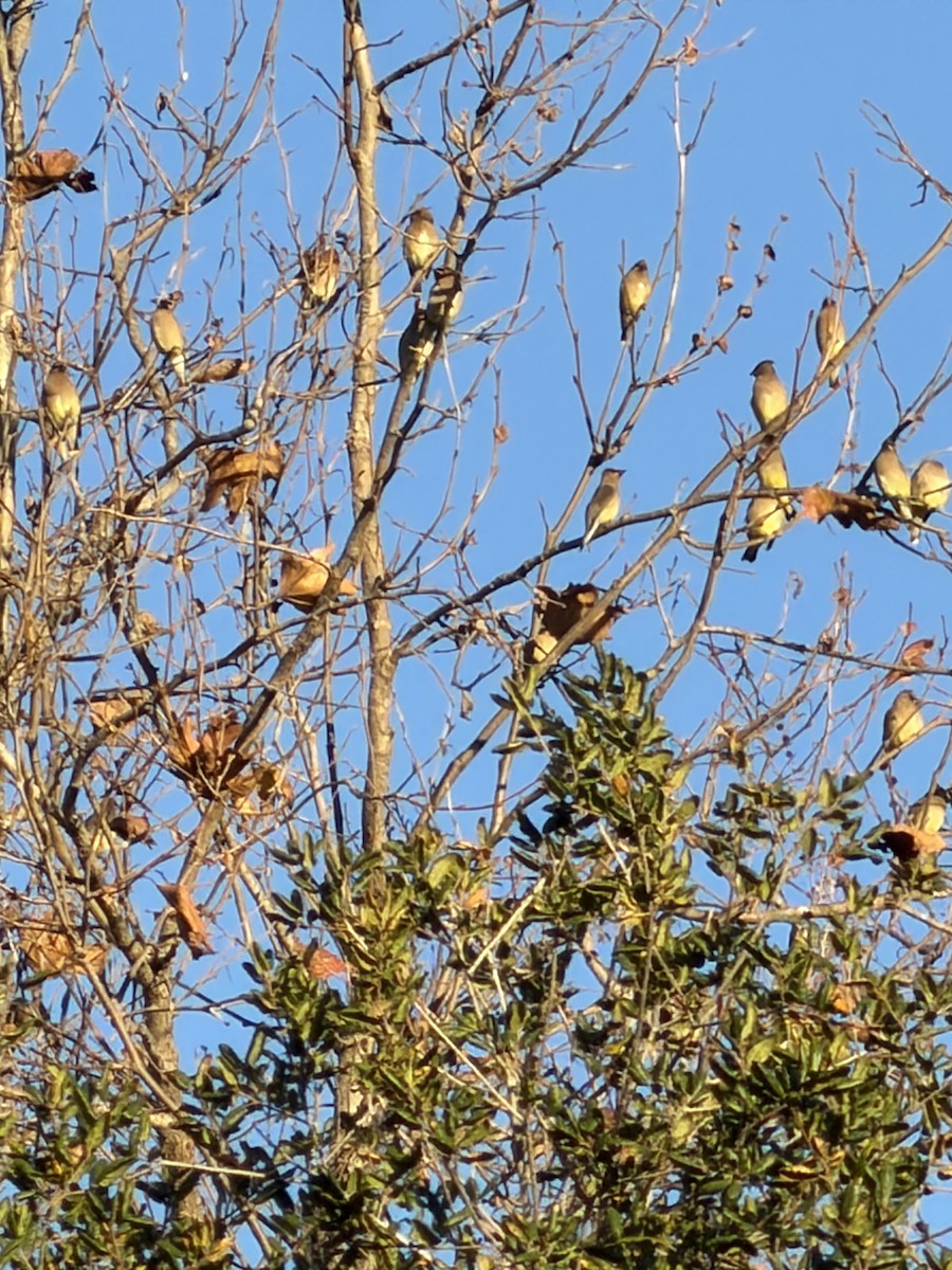 Sedir İpekkuyruğu - ML646639335