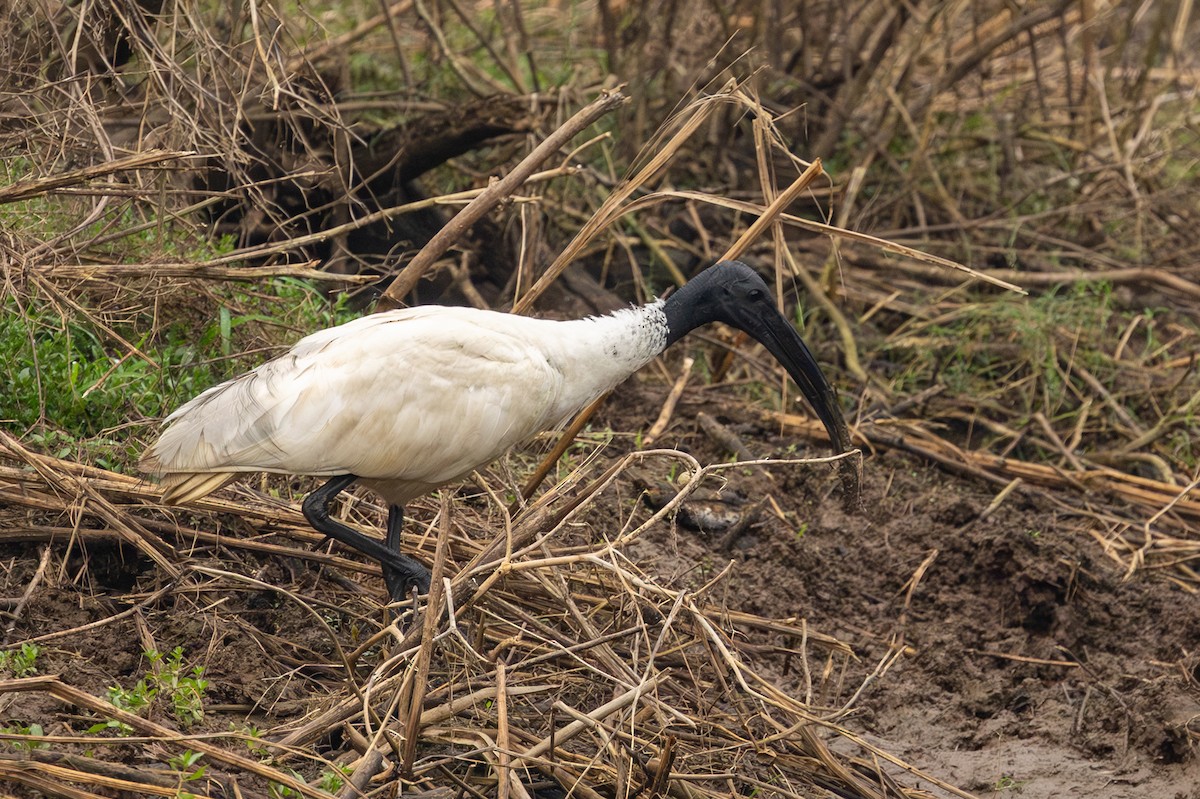 Oriyental Kutsal Aynağı - ML646639343